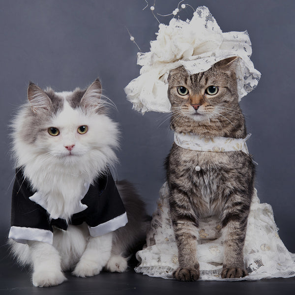 Fancy Pets - Pet Supplies