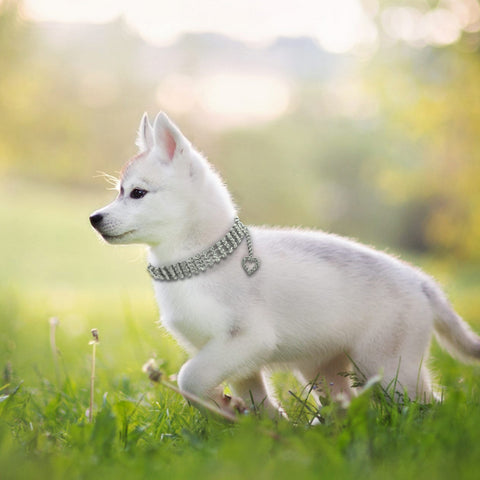 Crystal Heart Charm Pendant Pet Collar