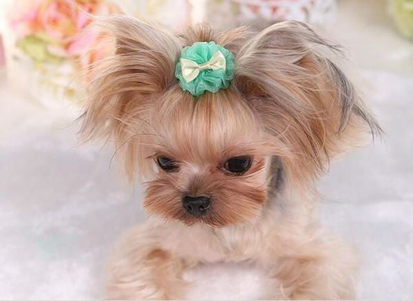 Sweet Bowtie Lace Pet Hair Clip