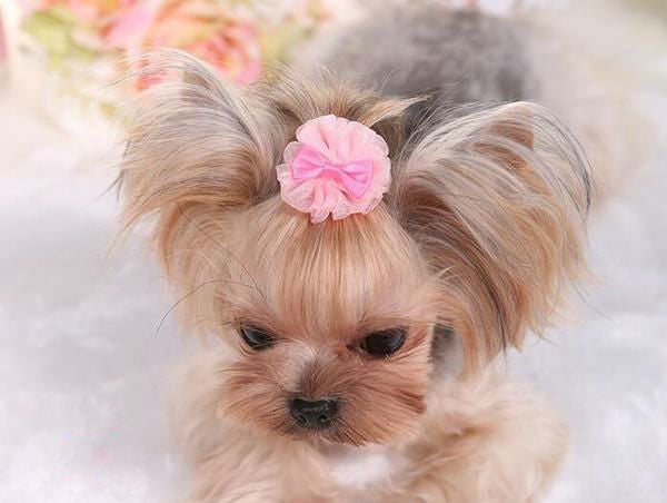 Sweet Bowtie Lace Pet Hair Clip