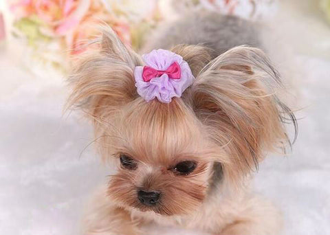 Sweet Bowtie Lace Pet Hair Clip